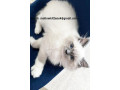 home-trained-and-socialized-ragdoll-kittens-ready-small-0