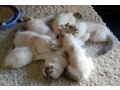 home-trained-and-socialized-ragdoll-kittens-ready-small-1