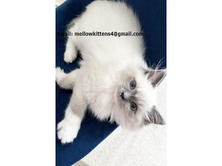 Home Trained and Socialized Ragdoll Kittens Ready