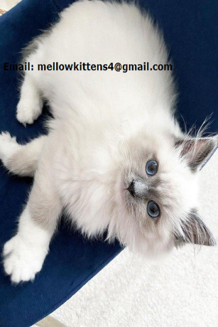 home-trained-and-socialized-ragdoll-kittens-ready-big-0