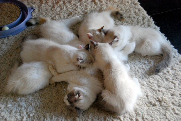 home-trained-and-socialized-ragdoll-kittens-ready-big-1